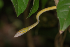 Ahaetulla prasina