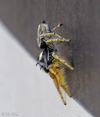 Phidippus arizonensis