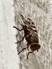 Ceroxys