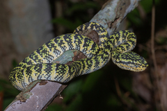 Tropidolaemus wagleri