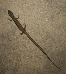 Elgaria multicarinata webbii