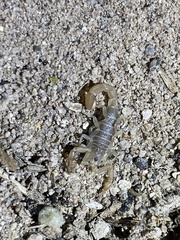 Paravaejovis confusus