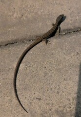 Elgaria multicarinata webbii