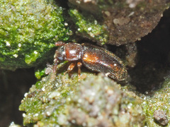 Cryptophilus obliteratus