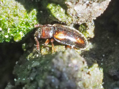 Cryptophilus obliteratus