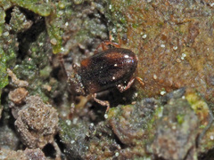 Cryptophilus obliteratus