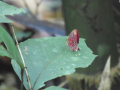 Paralaxita