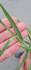 Bromus catharticus