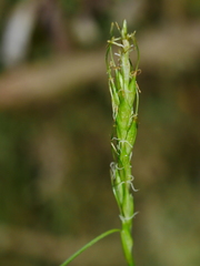 Carex minor