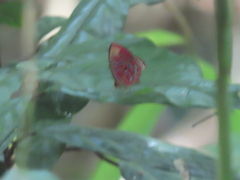 Paralaxita