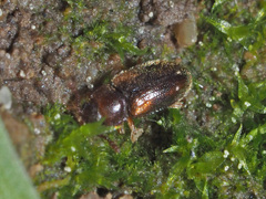 Cryptophilus obliteratus
