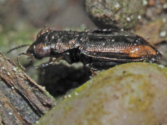 Notiophilus biguttatus