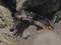 Notiophilus biguttatus