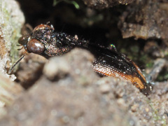 Notiophilus biguttatus