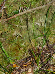 Carex minor