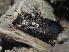 Notiophilus biguttatus