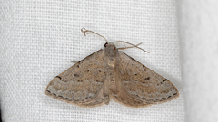 Dichromodes usurpatrix