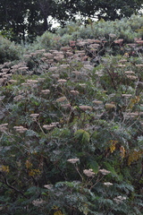 Myrrhidendron donnellsmithii