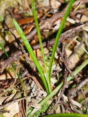 Carex minor