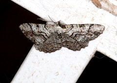 Cymatophora approximaria