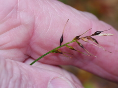 Carex minor