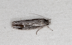 Lichenaula tuberculata