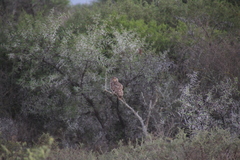 Bubo africanus