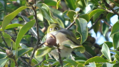 Zosterops lateralis lateralis