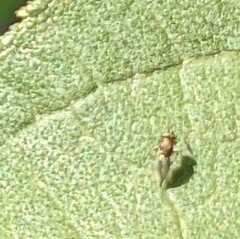 Closterocerus chamaeleon