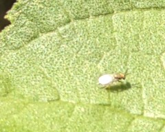 Closterocerus chamaeleon