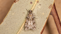 Scoparia chiasta