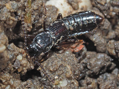 Coprophilus striatulus