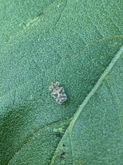 Corythucha marmorata