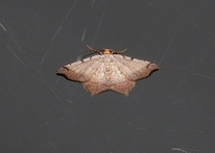 Macaria transitaria