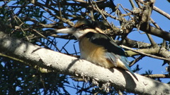 Todiramphus sanctus vagans