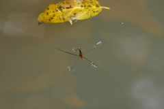 Limnometra lipovskyi