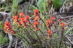 Castilleja irasuensis