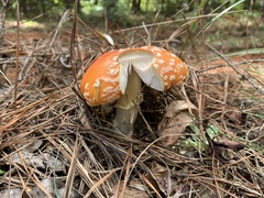 Amanita persicina