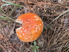 Amanita persicina