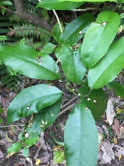 Diplochorella colensoi