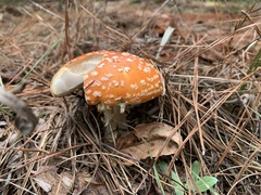 Amanita persicina