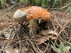 Amanita persicina