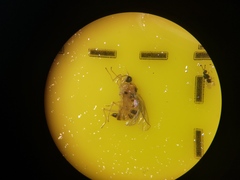 Elaphropeza ephippiata