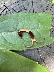 Dichorragia nesimachus formosanus