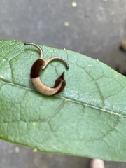 Dichorragia nesimachus formosanus