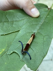 Dichorragia nesimachus formosanus