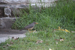 Turdus smithi
