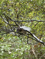 Rhipidura fuliginosa fuliginosa
