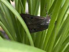 Agrotis infusa