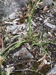 Lomandra densiflora